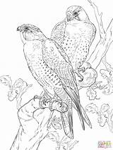Peregrine Falcons Colorear Falco Supercoloring Halcones Colouring Ausmalen Peregrinos sketch template