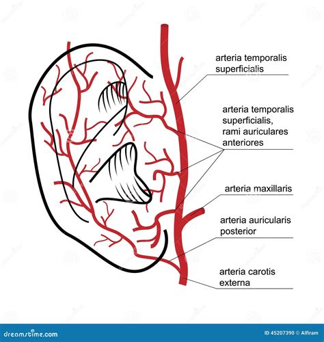 blood supply   ear  man stock vector illustration  vector