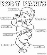 Coloring Body Parts Kids Pages Color Printable Make Life Getdrawings sketch template
