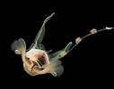 Afbeeldingsresultaten voor "cavolinia tridentata Danae". Grootte: 127 x 100. Bron: www.pinterest.com