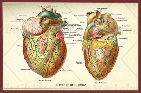 anatomy human heart color illustration antikstock