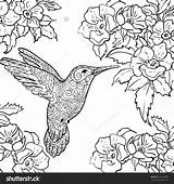 Hummingbird Sylph Tailed Hummingbirds Getcolorings Designlooter Hibiscus sketch template