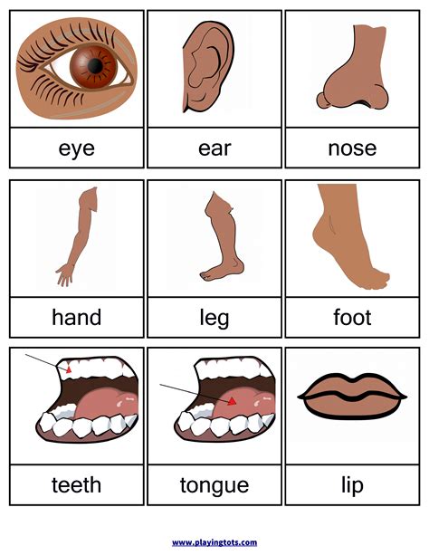 body parts flashcards  printable printable word searches