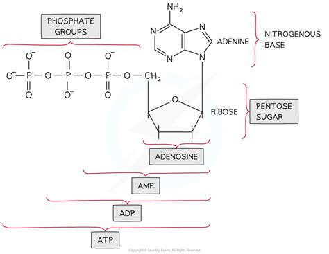 cie  level biology nucleotides