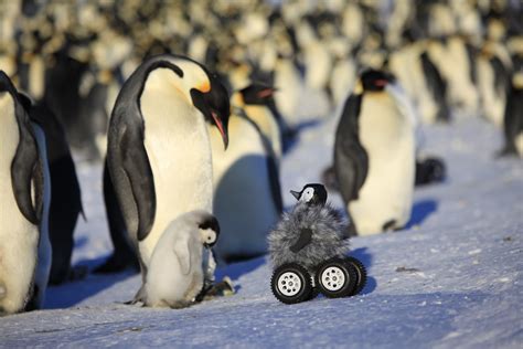 dressing   rover   baby penguinfor science wired