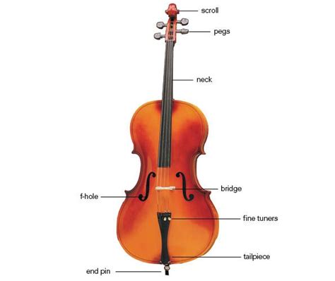 cello diagram cello pinterest cello  instruments