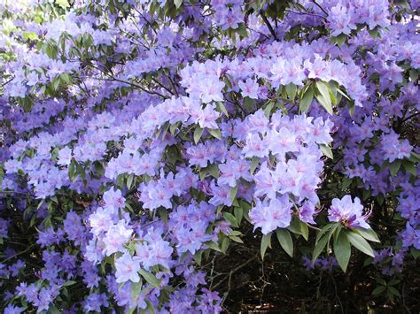Rhododendron Augustinii Great Evergreen Shrub 10 Ft Tall