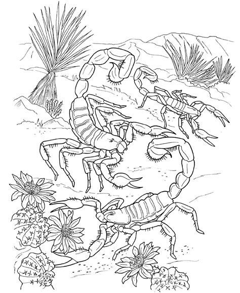printable scorpion coloring pages  kids