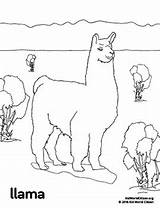 Coloring Peru Llama Pages America South Peruvian Citizen Kid Subject Arts Getcolorings sketch template