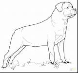 Rottweiler Coloring Pages Dog Printable Pit Drawing Print Color Getdrawings Puppy Colorings Getcolorings Supercoloring Choose Board Silhouettes Bulls sketch template