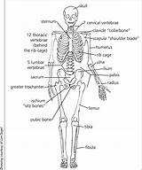 Skeletal Labeled Skeleton Bones Human Anatomy Labelling Diagrams sketch template