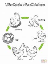 Coloring Cycle Life Chicken Pages Printable Drawing sketch template