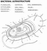 Bacteria Bacterial Prokaryotic Membrane Prokaryotes Disimpan Peep sketch template
