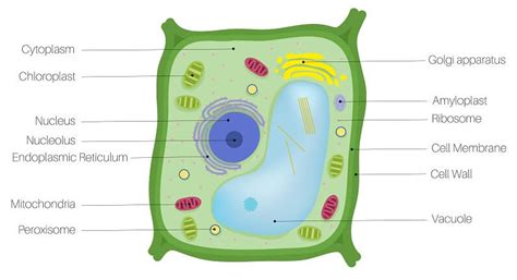 organelles   plant cell list  plant cell