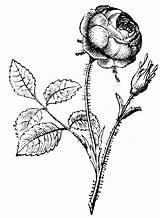 Rose Rosaceae Coloring Designlooter Etc Clipart Medium sketch template