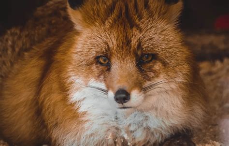 wallpaper animals beautiful fox fox zoo images  desktop section