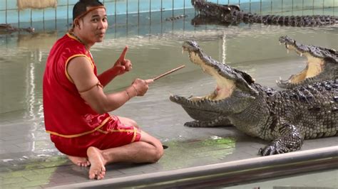 thailand pattaya krokodil show fragment viyoutube