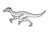 Velociraptor Colorare Malvorlage Jurassic Colouring Alosaurio Dinosaurs Trace sketch template