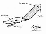 Flatworm Platyhelminthes Type Worms Phylum Pharynx Auricle Anus Choose Board Weebly sketch template