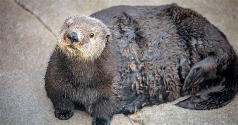 monterey bay aquarium apologizes for otter ‘chonk tweet