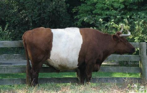 dutch belted cow picture of maymont richmond tripadvisor