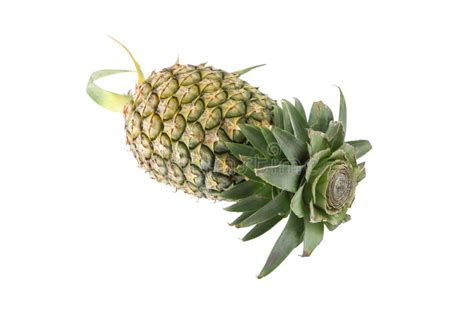 pineapple head leaf cut stock image image  nature
