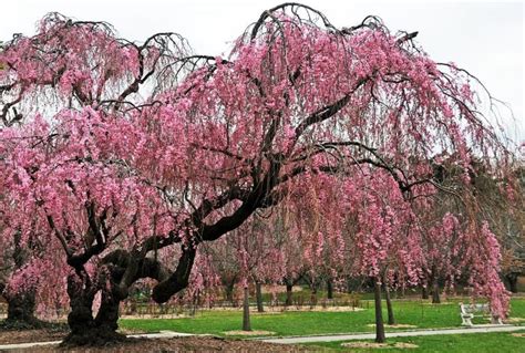 planting  weeping cherry tree landscaping ideas  trees shrubs