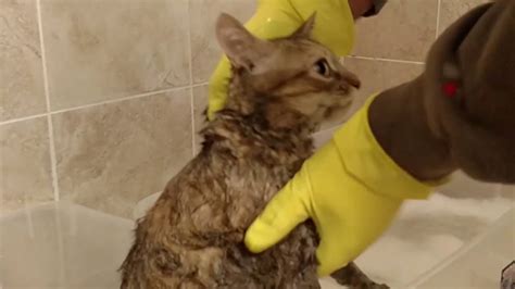how to wash a cat from hell bath time for ellie youtube