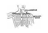 Collarbone sketch template