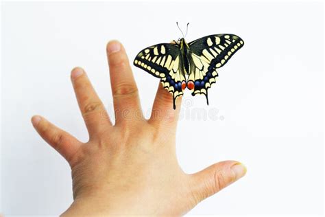 butterfly  hand stock photo image  finger unique