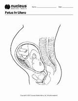 Fetus Pregnancy Utero sketch template