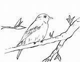Coloring Bluebird Bird Blue Drawing Pages Printable Realistic Print Eastern Male Birds Drawings Kids Starts Jay Bell Samanthasbell Coloringbay Getdrawings sketch template