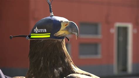 eagles snatch hostile drones   sky  science