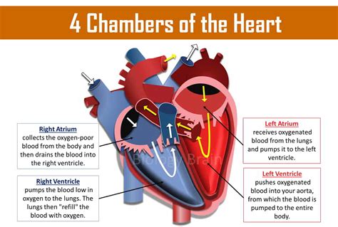 chambers   heart     called biology