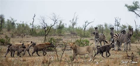 lions hyenas  zebras   africa geographic