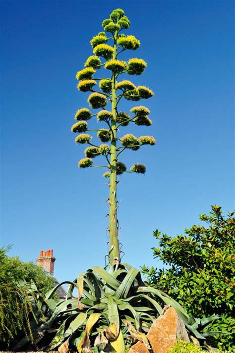 planting agave  australian womens weekly