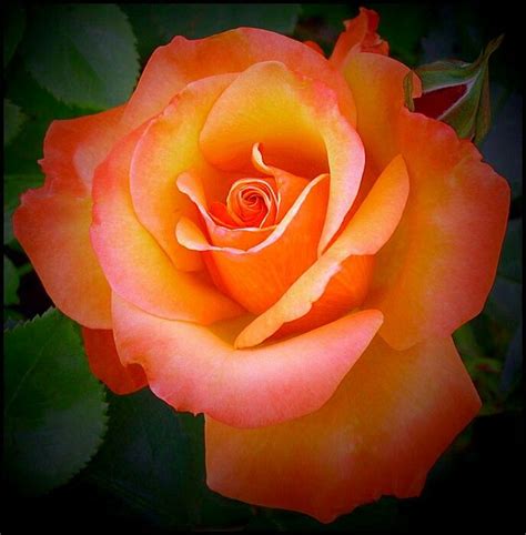Пин от пользователя angela на доске Цветы Розы Красивые цветы и Красивые розы
