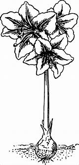 Amaryllis Coloring Pages Botanical Coloringbay sketch template