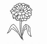 Zinnia Coloring Flower Pages Printable Easy Designlooter Kids Simple 1416 8kb sketch template