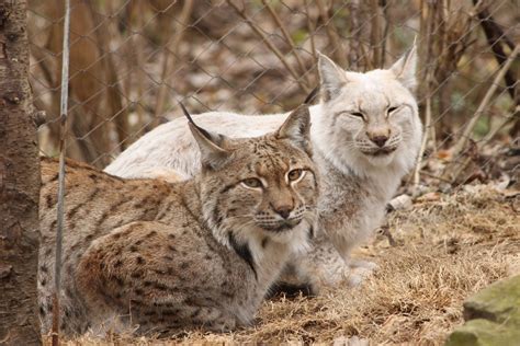 24 Jan 11 24 365 Male And Female Eurasian Lynx Flickr