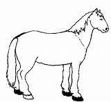 Cavall Cheval Caballo Tranquilo Tranquille Dibuix Tranquil Dibuixos Cavallo Tranquillo Cavalo Colorare Colorier Coloritou Acolore sketch template