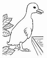 Duck Kartun Parakeet Ducks Paskah Birds Buku Mewarna Cricut sketch template