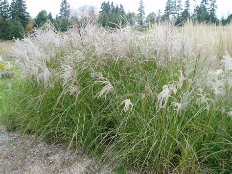 lovegrass farm miscanthus sinensis sarabande ornamental grass at