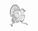 Turkey Coloring Pages Animals Index Print sketch template