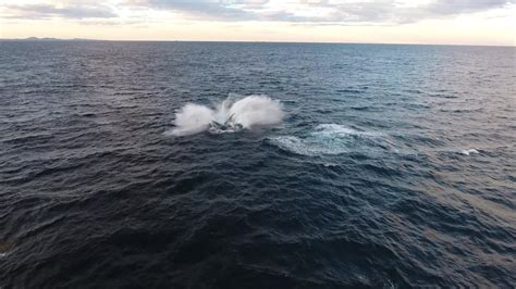 epic drone whale watching  woopi australia