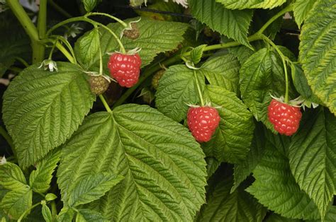 raspberry pests     rid