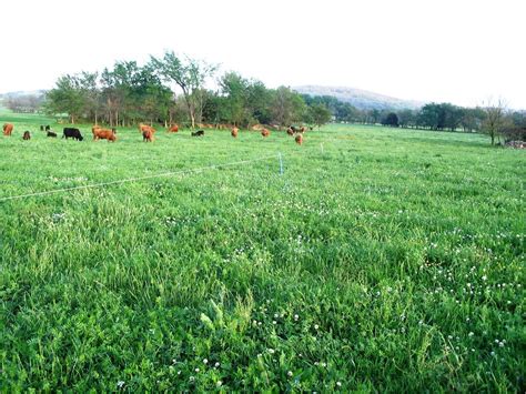 pin  andy pence  simply grass pasture grazing management farm