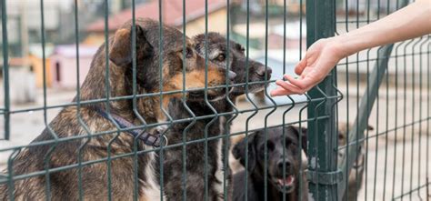 asiel honden dierenasiel groningen