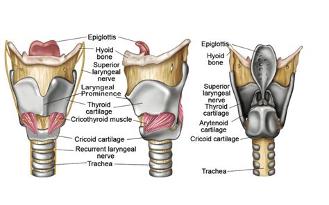 larynx structure function cartilages muscles blood supply  vocal