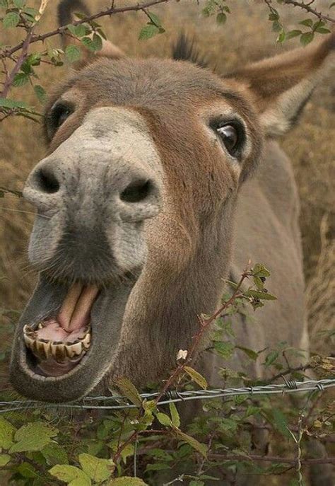 pin  darrrell  donkeys smiling animals cute donkey animals